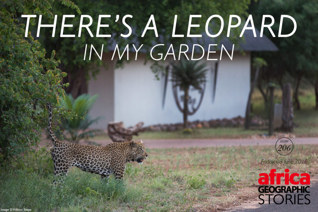 There’s a Leopard in my Garden - Africa Geographic