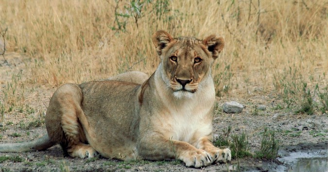 Female lion in Namibia, human-lion conflict