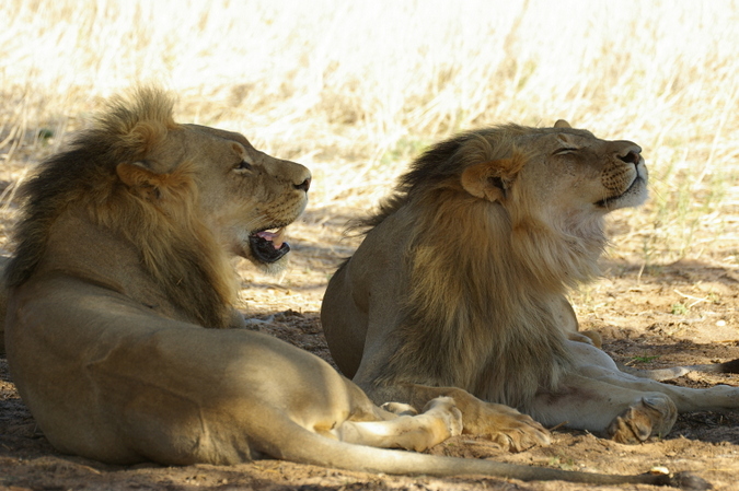 two lions lying in the shade