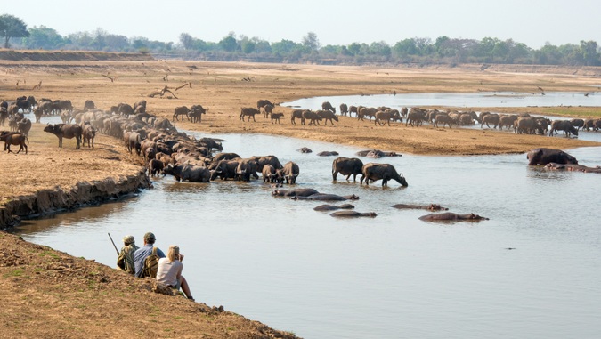 Guests watching buffalos and hippos in Luangwa Valley, Zambia