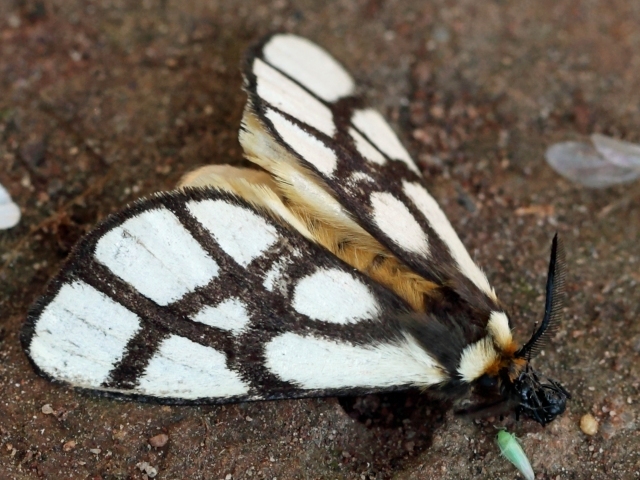 Reticulate bagnest moth, African wildlife, insects