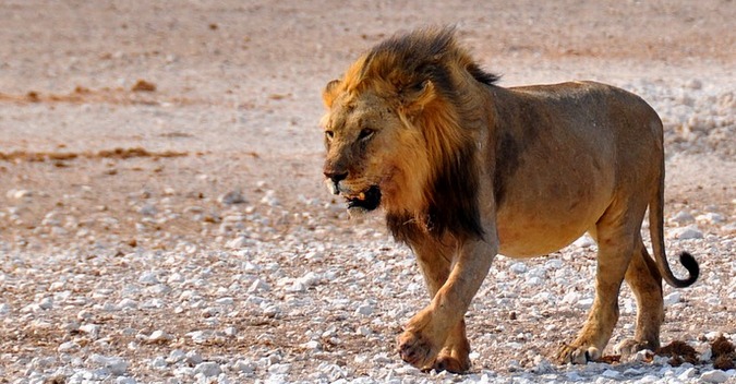 Lion in Etosha National Park, Nambia