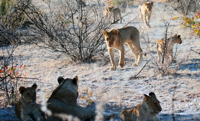 lion pride in Namibia, human-lion conflict