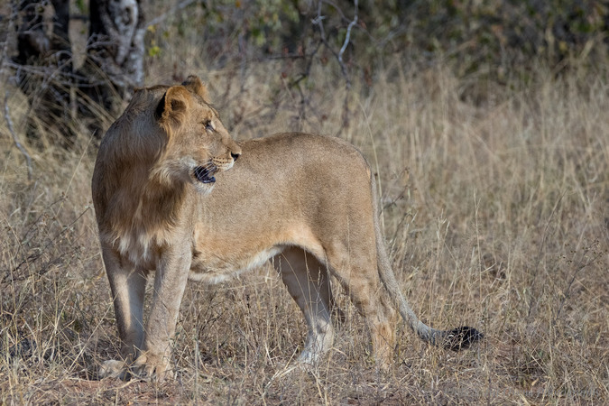 Young wild lion in game reserve in South Africa