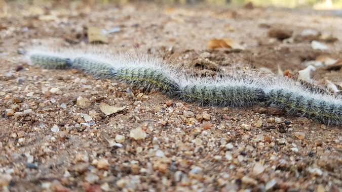 Processionary caterpillars in a line, African wildlife, insects