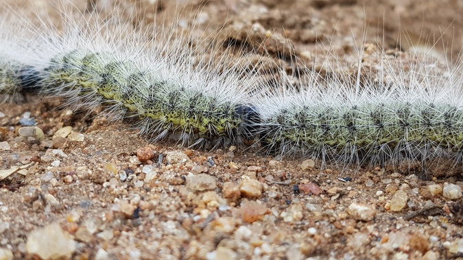 Processionary caterpillar, African wildlife, insects