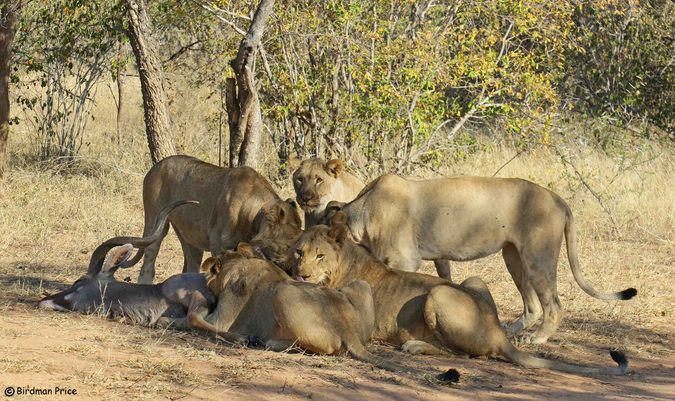 Five lions eating an antelope in the wild