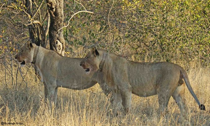 Two collared lions in game reserve in South Africa