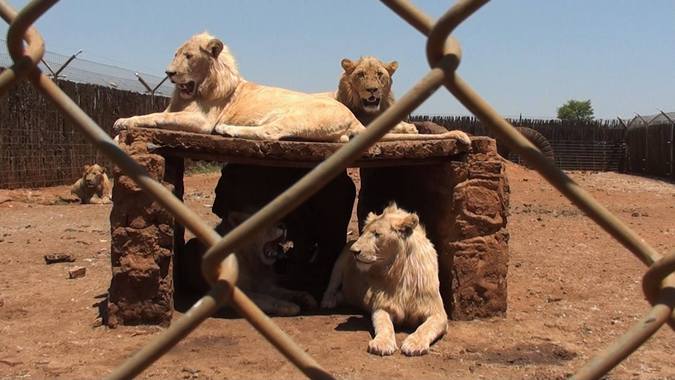 Captive-bred lions © Blood Lions