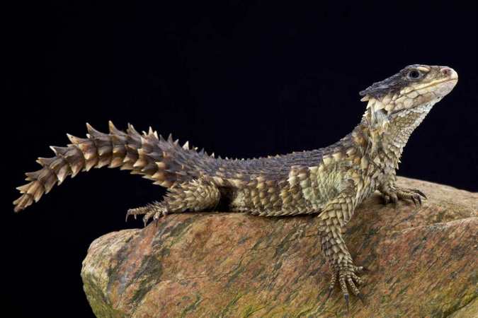 sungazer lizard, Africa's cryptotrafficking