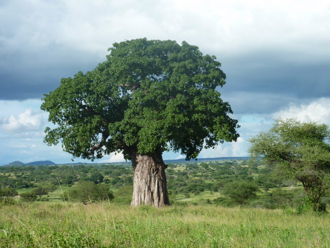 A baobab tree in Tarangire National Park, Tanzania © Christian Boix