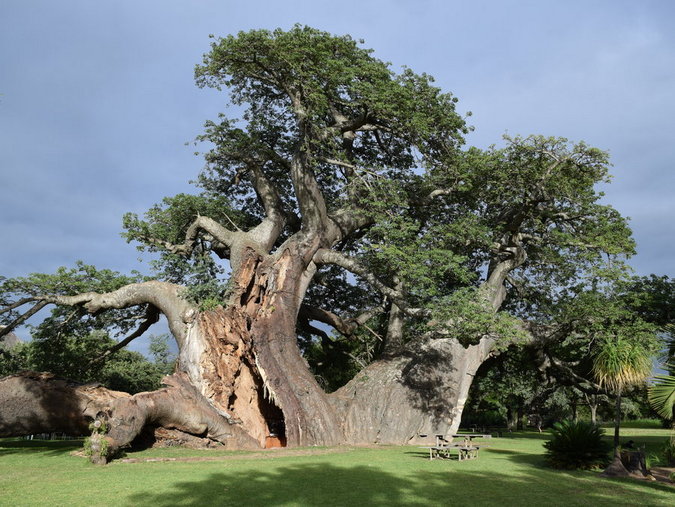 Platland baobab