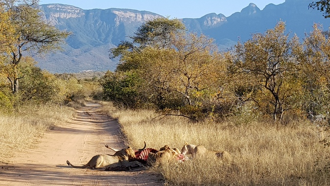 Five lions eating in game reserve in South Africa