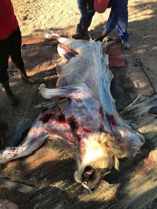 Lion being skinned at de Rust farm in Namibia, graphic content