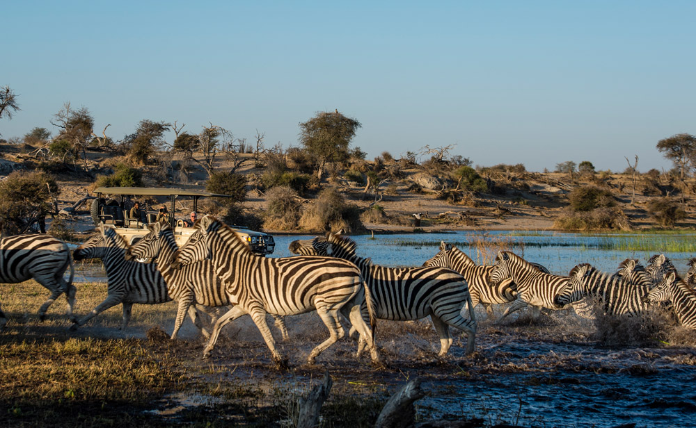 Zebras crossing Boteti River with safari vehicle in background, Botswana