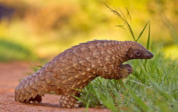 Do Pangolins Have Ecotourism Potential Please Complete This Survey