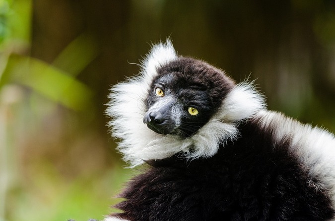 black-and-white ruffed lemur, Madagascar