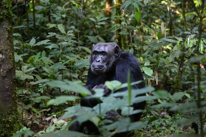 Chimpanzee in forest