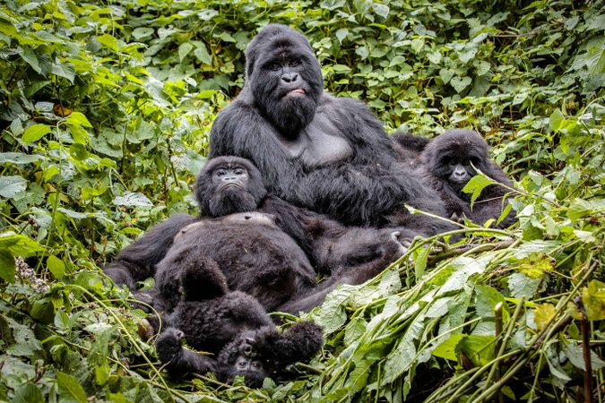 Mountain gorilla family in Virunga National Park, DRC