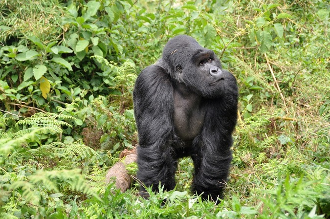 Gorilla in the wild