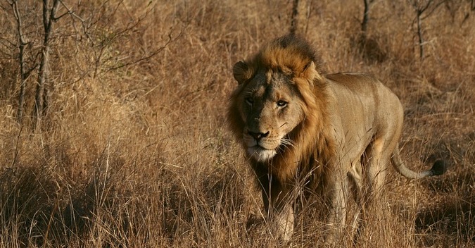 African male lion, wildlife