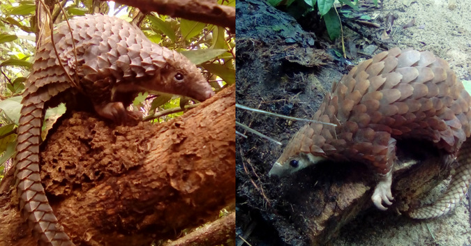 Two tree pangolins at Libassa Wildlife Sanctuary, Liberia