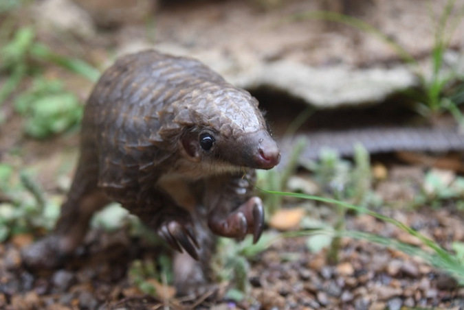 white-bellied pangolin, Libassa Wildlife Sanctuary, Liberia