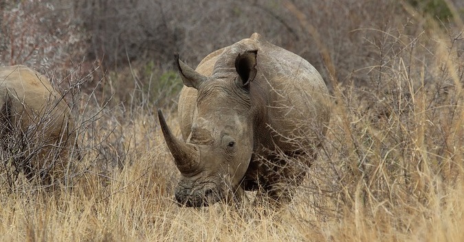 White rhino