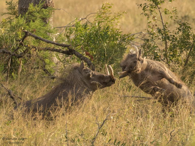 Two warthog boars fighting in Kruger National Park, South Africa