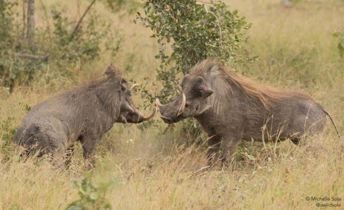 Two warthog boars fighting in Kruger National Park, South Africa