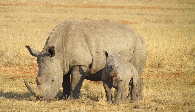Stock photo of white rhino and calf