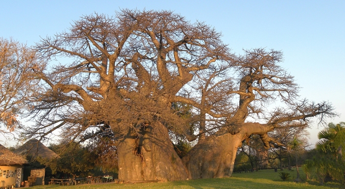 The Platland tree, baobab