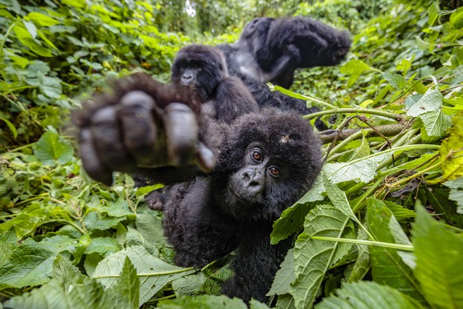 Young mountain gorilla juvenile reaching out in Virunga National Park, DRC