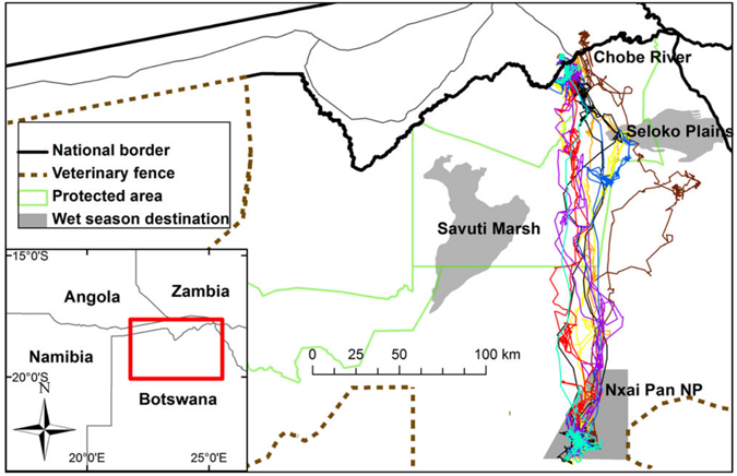 Botswana's zebra migration: Africa's longest mammal migration - Africa Geographic