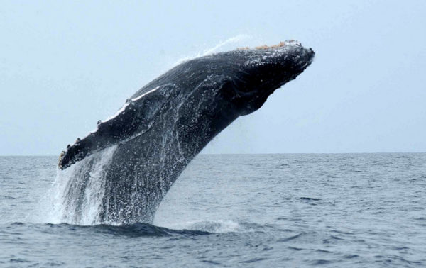 Humpback whale monitoring returns to KZN coast after 15-year absence ...