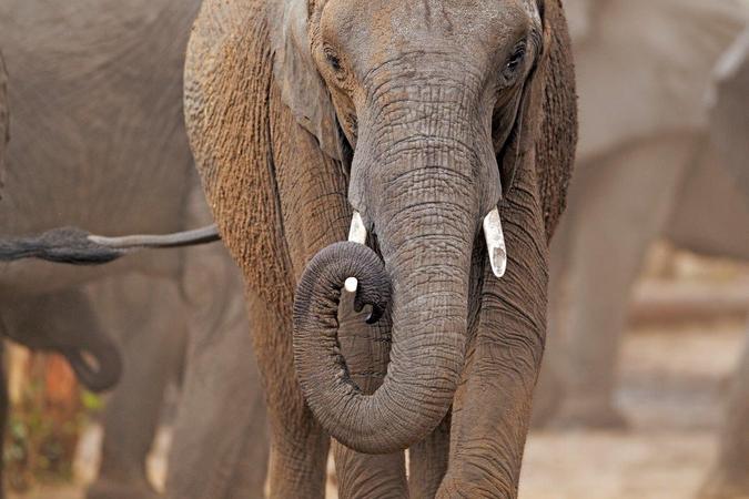 Elephant among a herd in the wild, study about elephants and migration