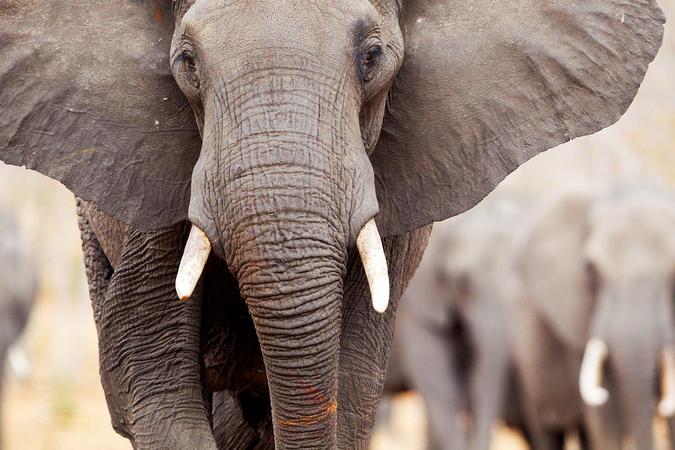 African elephant up close, study about elephants and migration