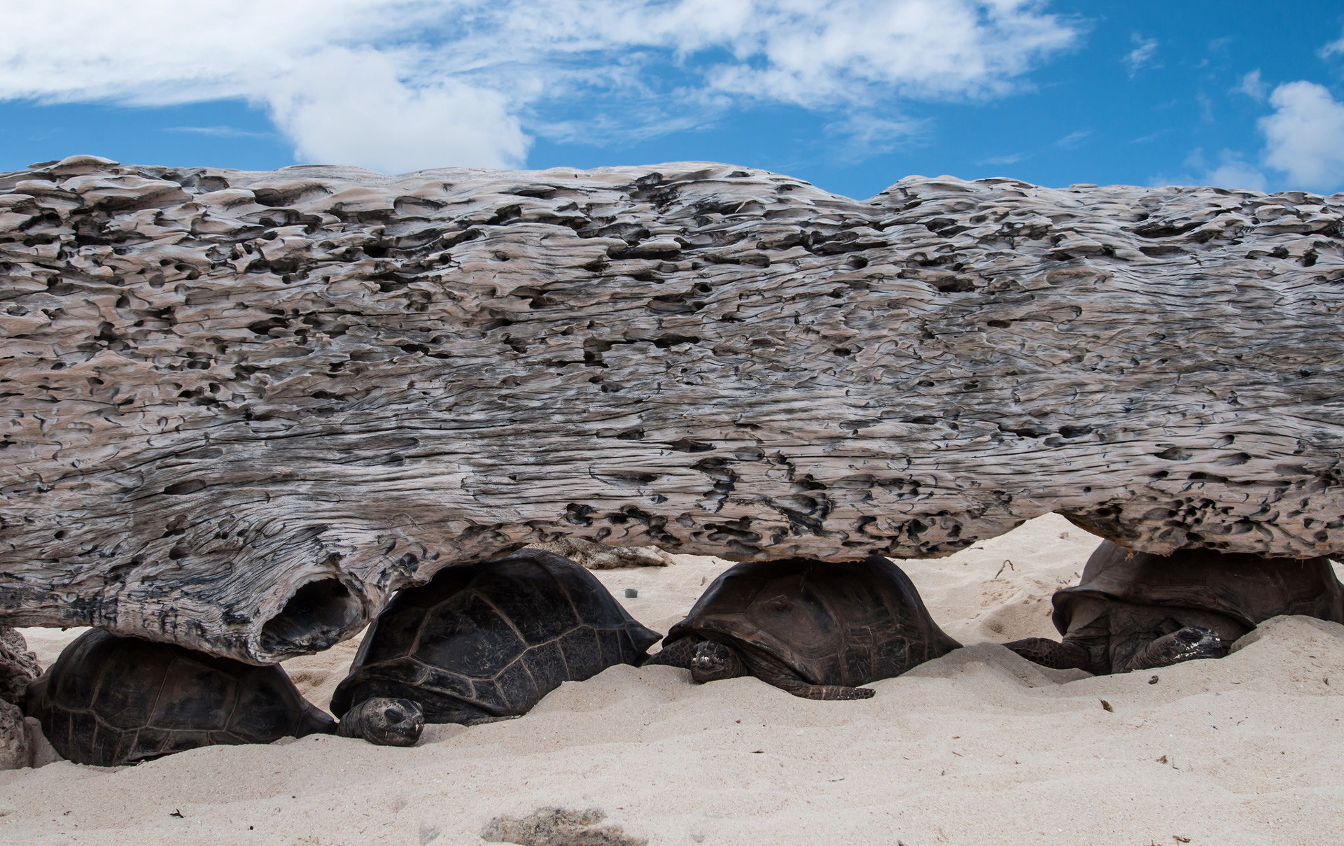 Tortoises lying under driftwood log on Aldabra, Seychelles