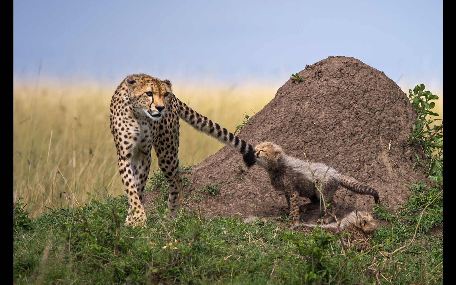 Leopards & Lace  Weddings & Conferences Bloemfontein