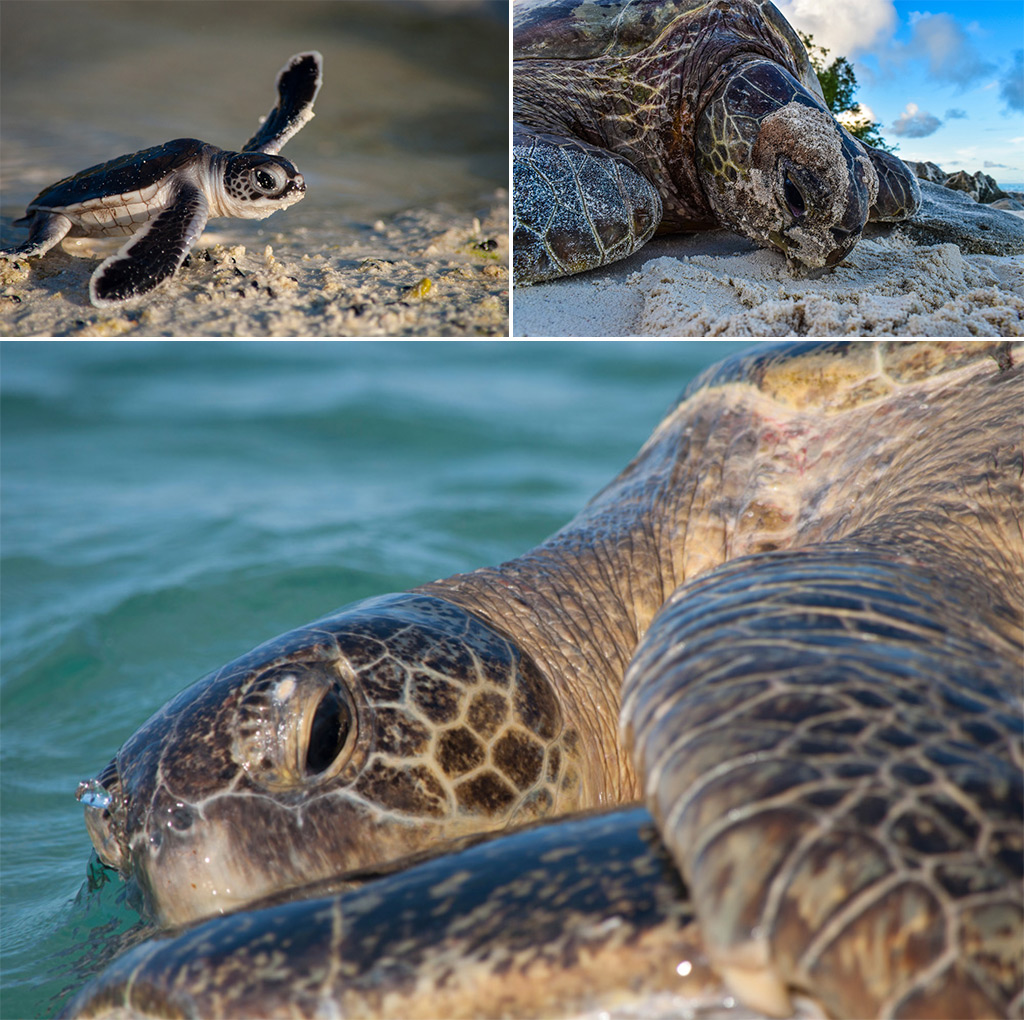 can you visit aldabra atoll