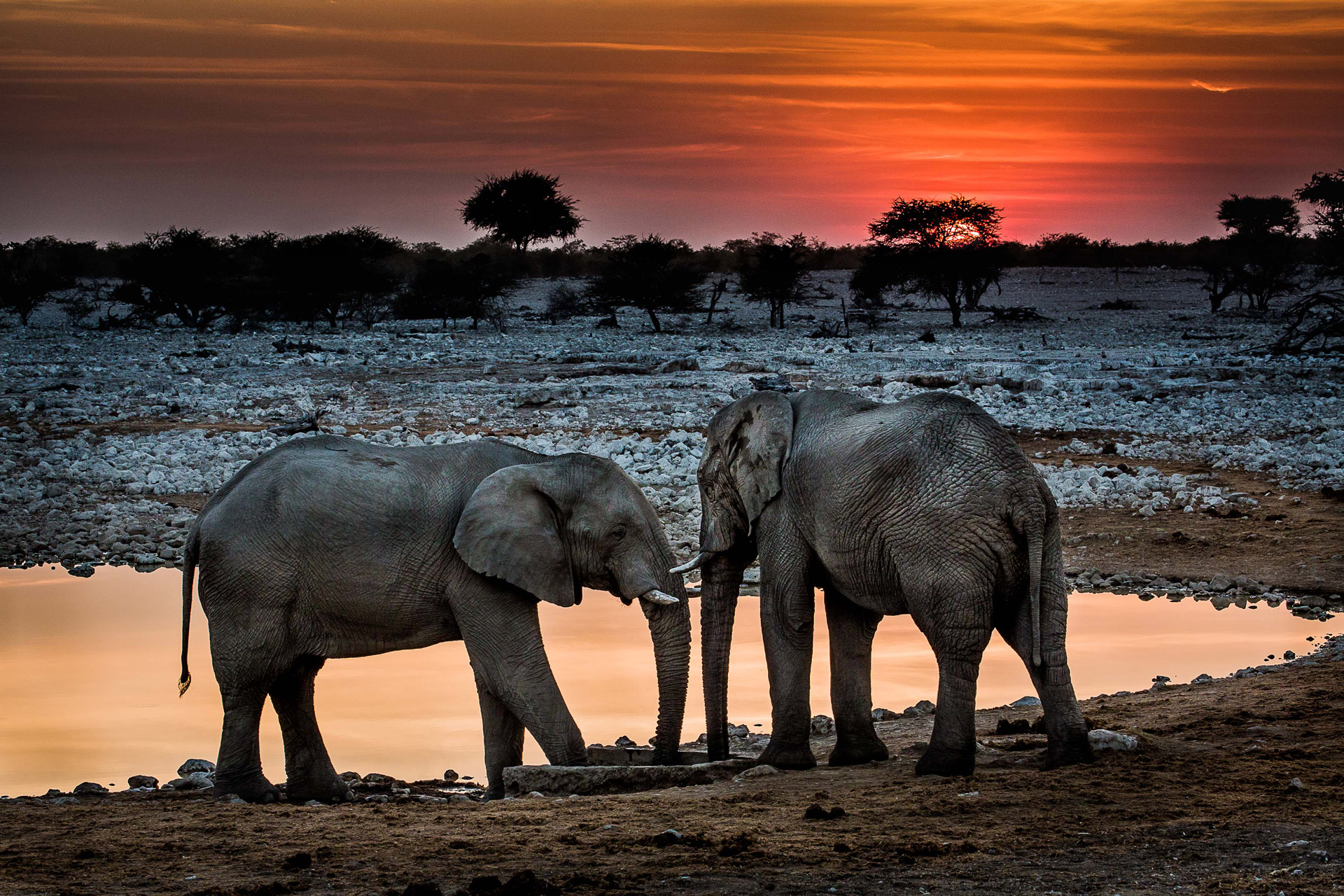 safari namibia kinder