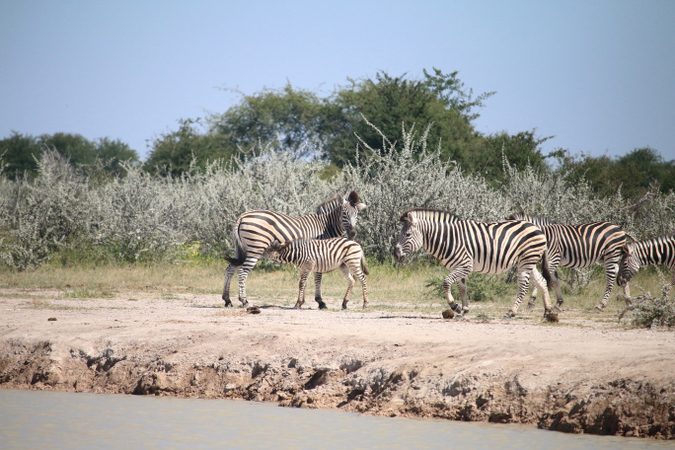 Botswana's zebra migration: Africa's longest mammal migration - Africa