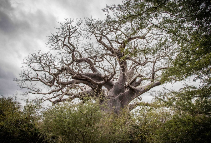 Baobab in Zinave National Park, Mozambique