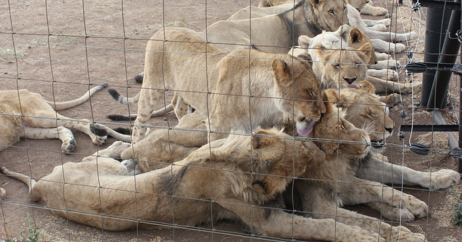 Captive-bred lions behind a fence