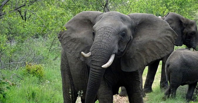 Elephant herd in Kruger National Park