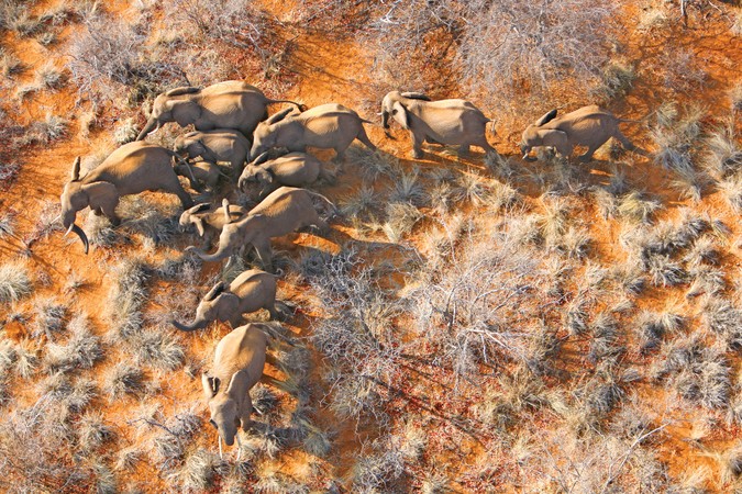 Aerial view of elephant herd in Venetia Limpopo Nature Reserve