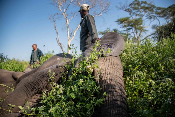 Tranquilised elephant with staff member safeguard it