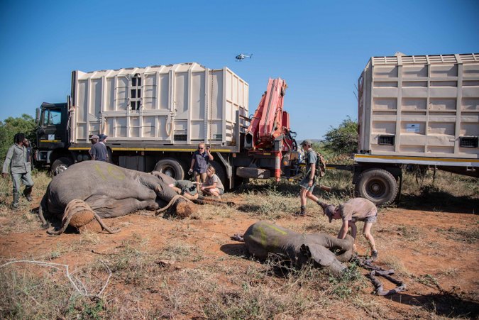 Elephant relocation in South Africa