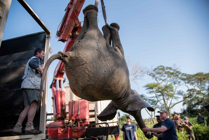 Elephant relocation in South Africa and Mozambique