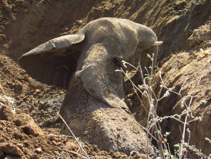 Young elephant stuck in mud in Zimbabwe